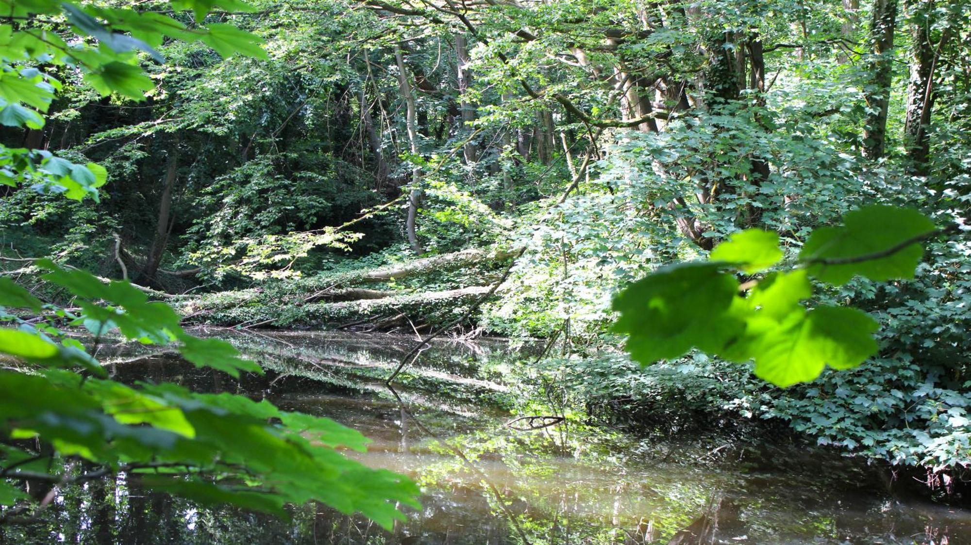 Zum Wohlfuhlen Fur 4 Erwachsene +1 Kind, Schwimmbad Vor Der Tur Tiere Erlaubt Apartamento Sierksdorf Exterior foto